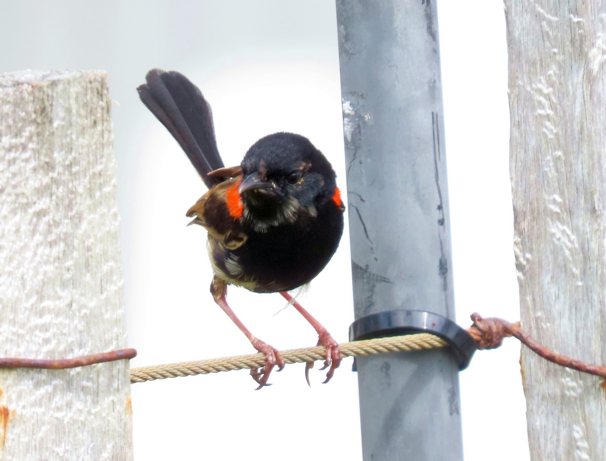 Red-backed Fairywren - ML614218171