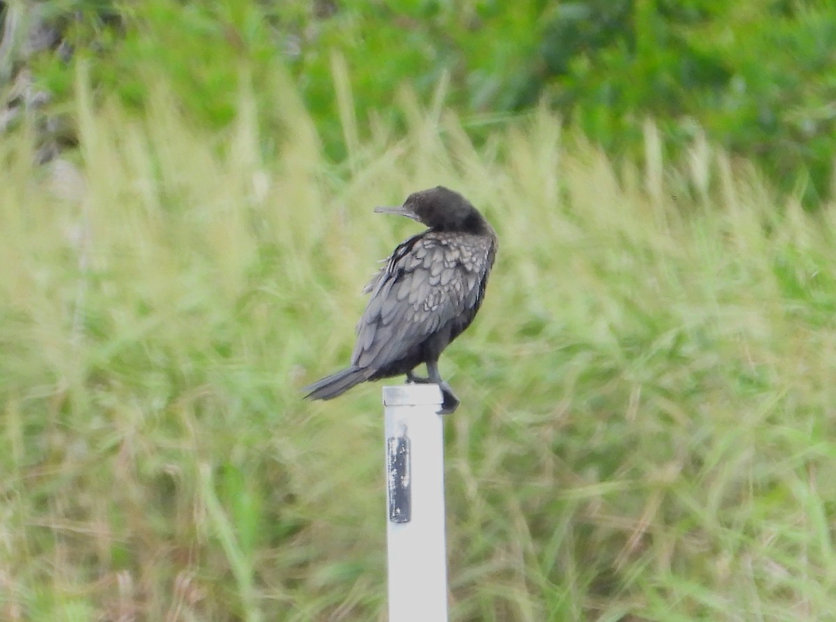 Little Black Cormorant - ML614218172