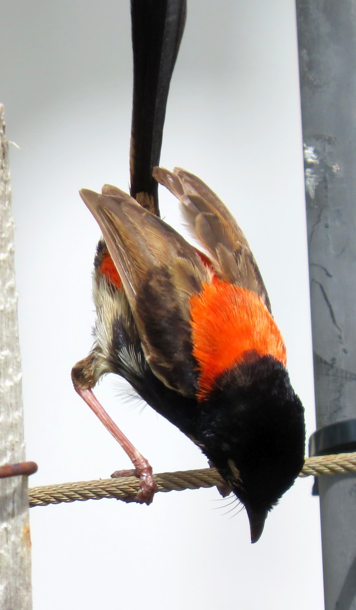Red-backed Fairywren - ML614218174