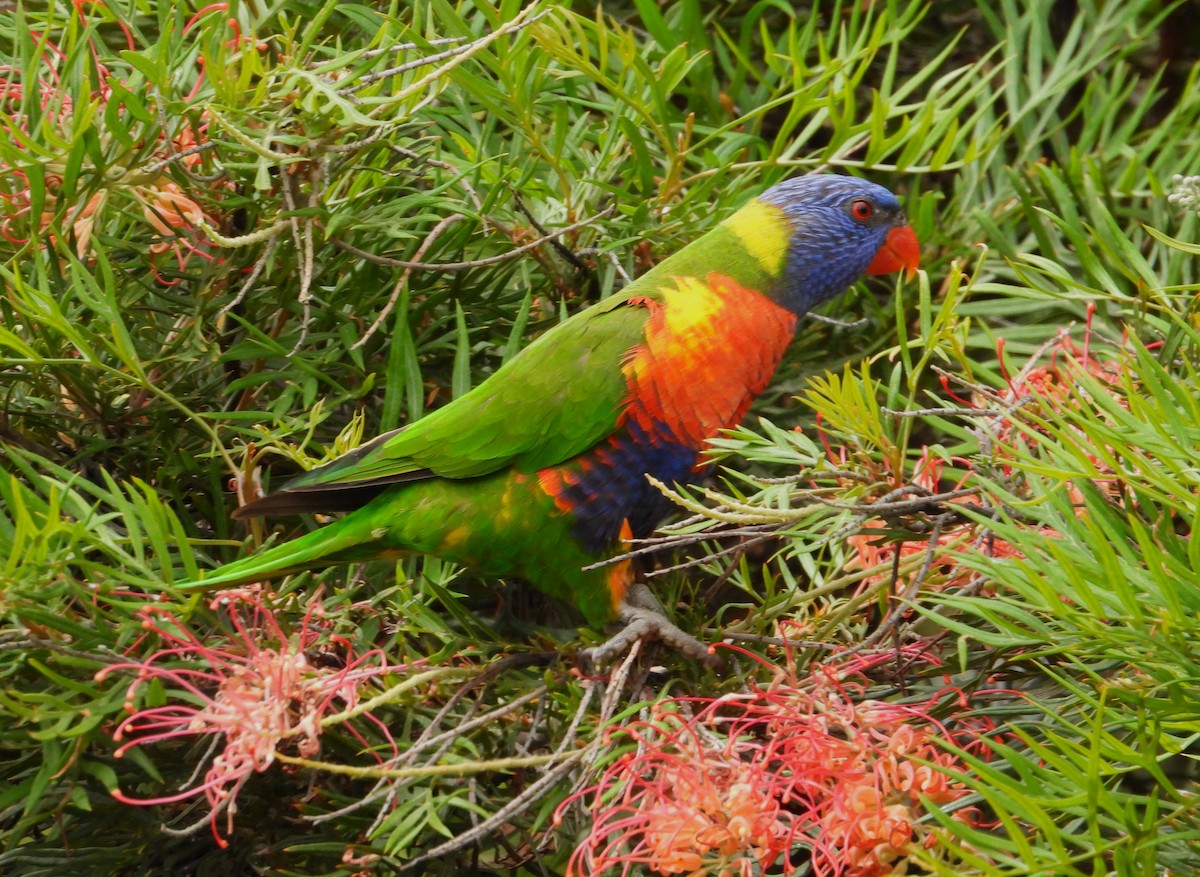 Rainbow Lorikeet - ML614218179