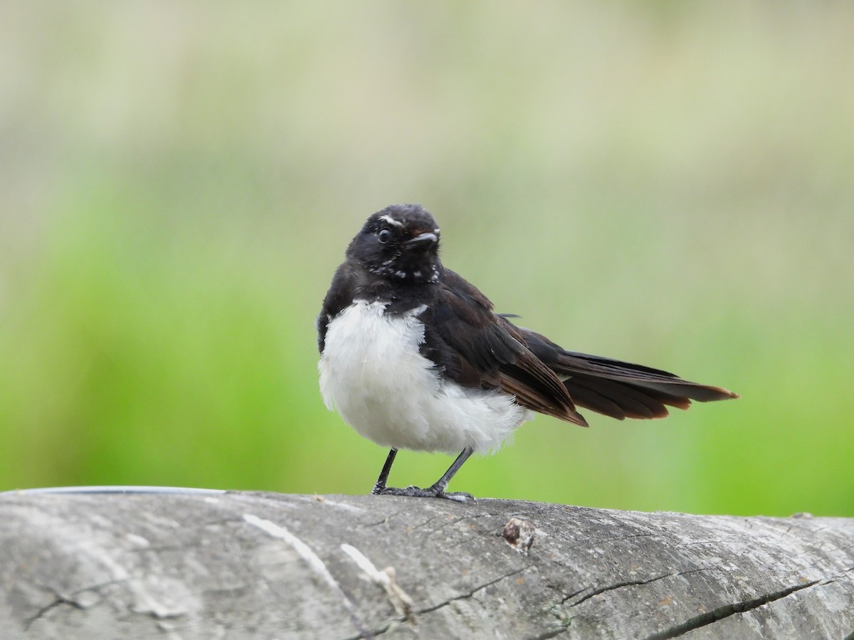Willie-wagtail - Joanne Thompson