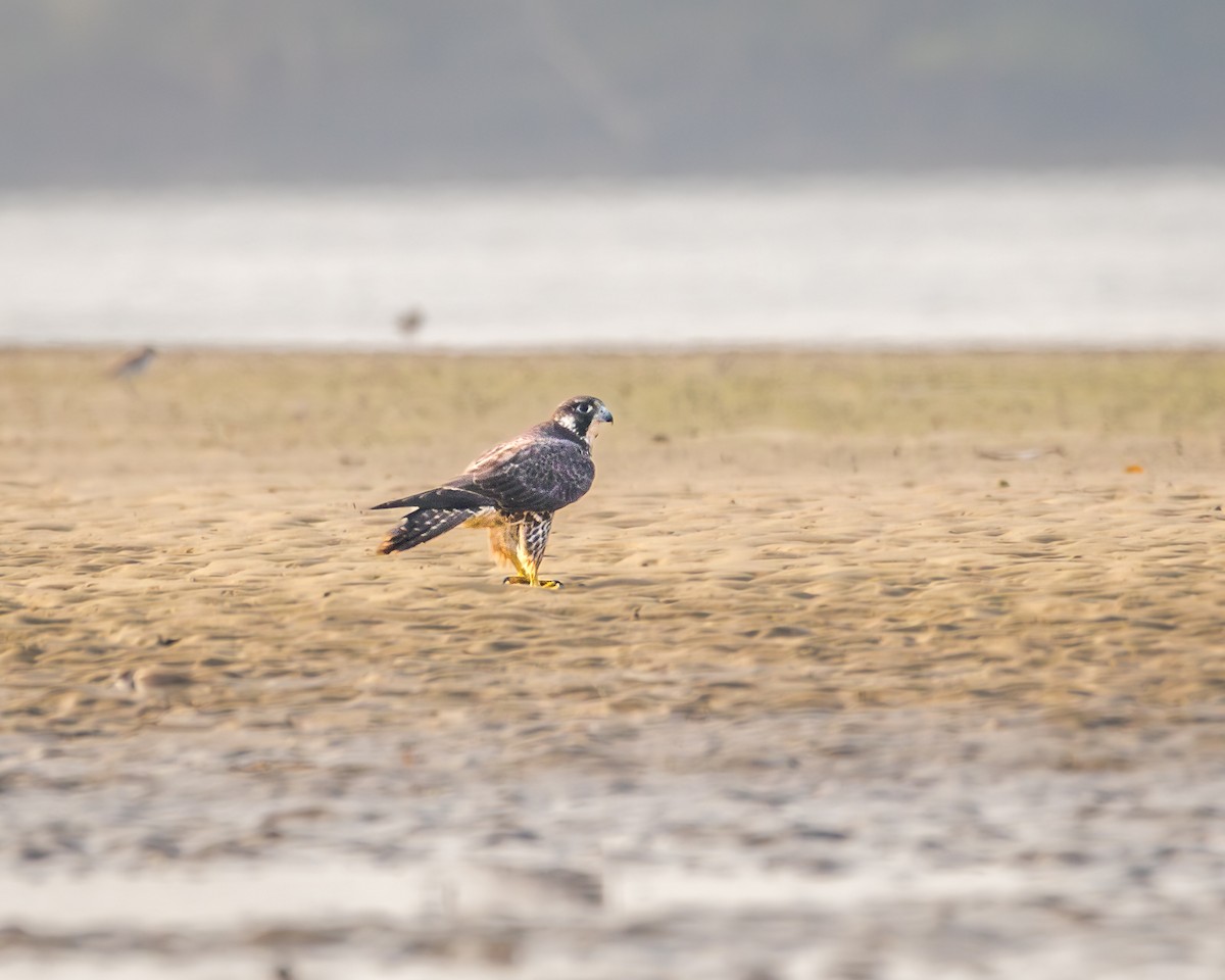 Peregrine Falcon - Gopala Krishna Baliga