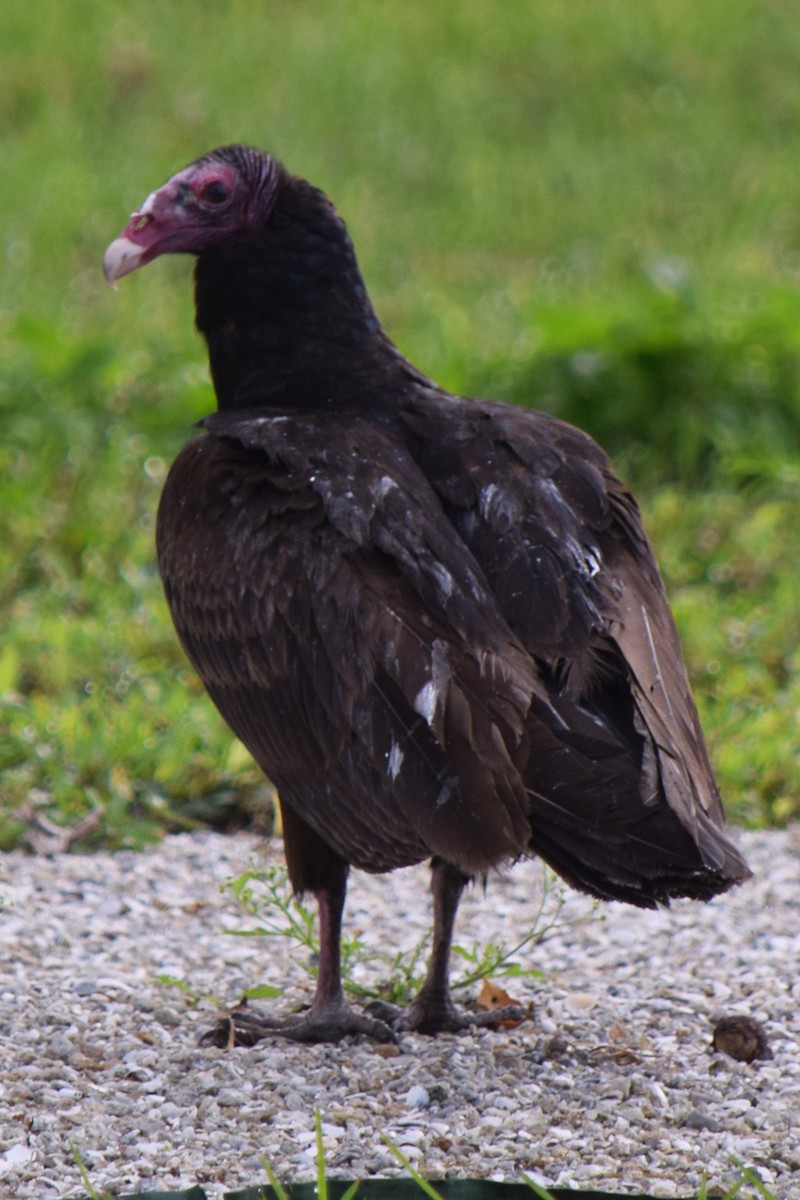 Turkey Vulture - ML614218206
