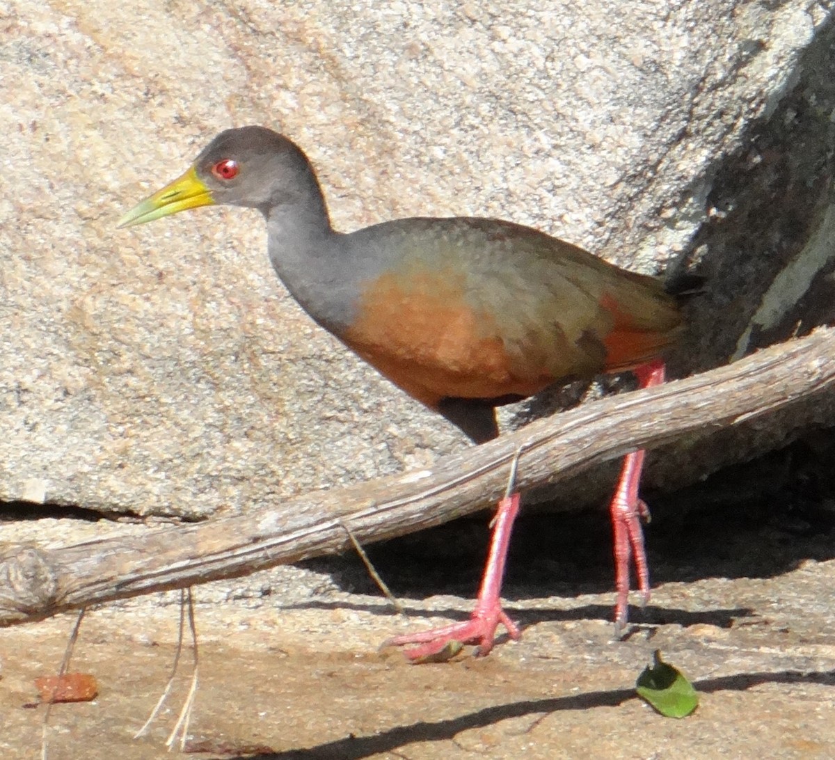 Gray-cowled Wood-Rail - Alain Pataud