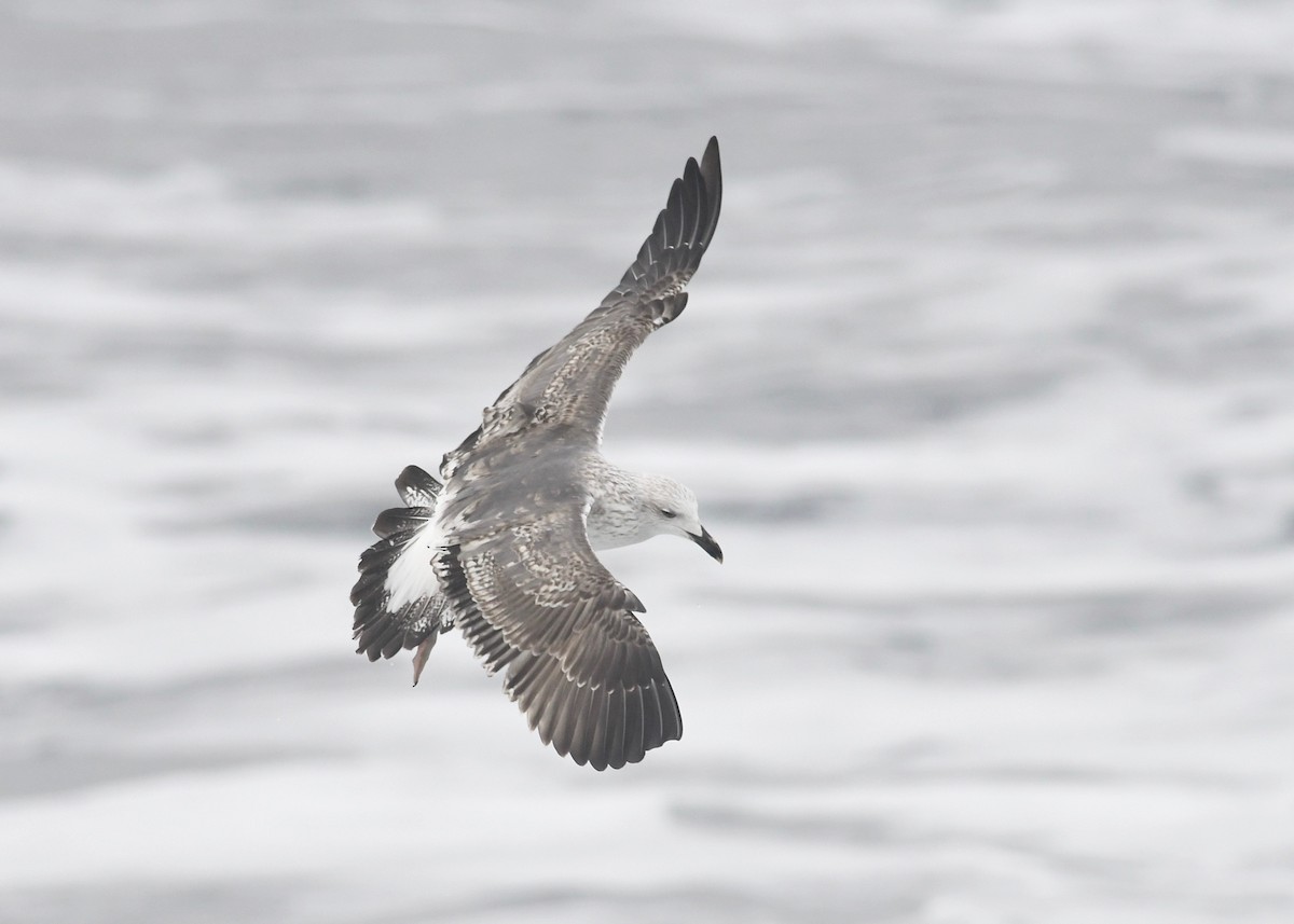 Lesser Black-backed Gull - Peter Paul