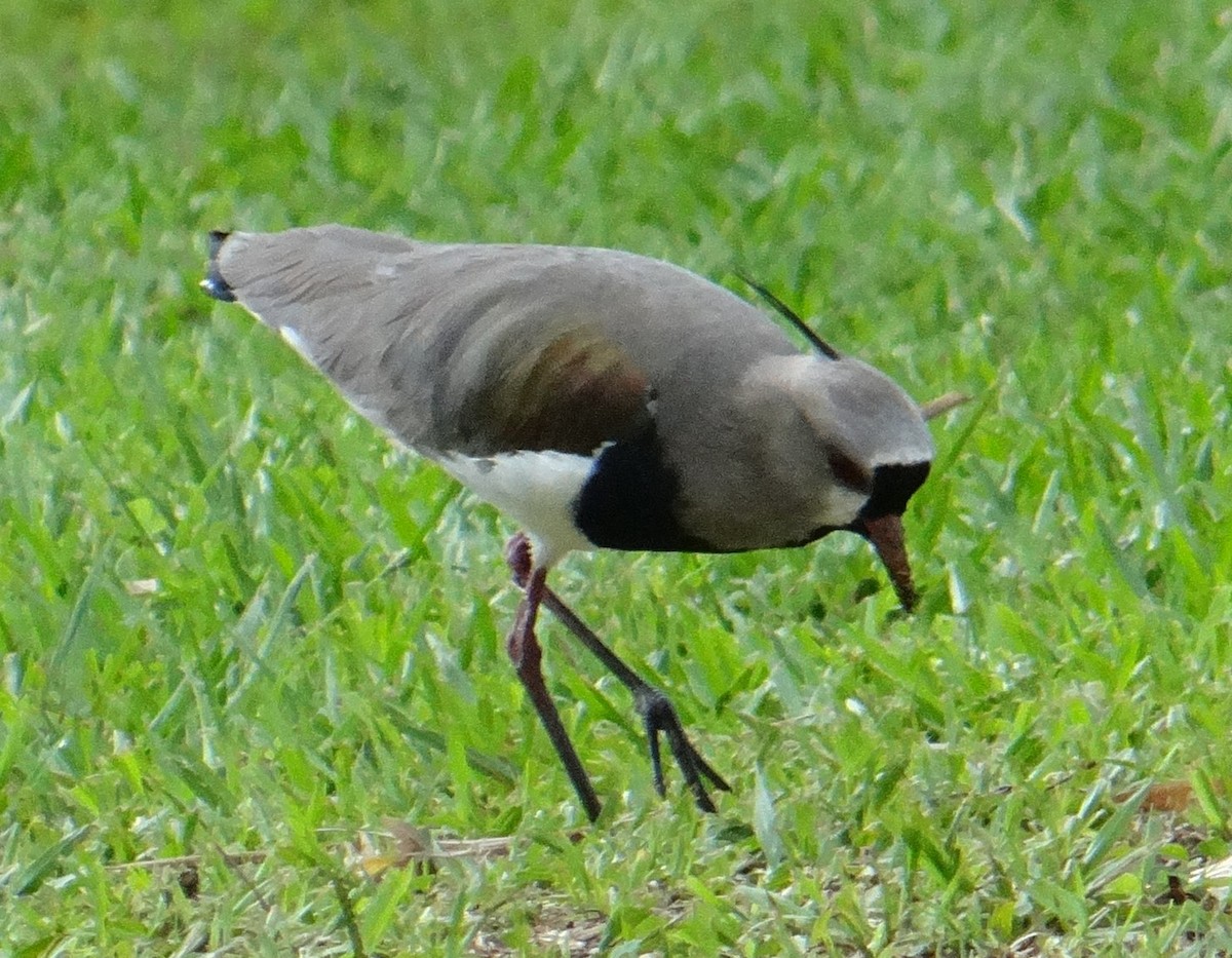 Southern Lapwing - ML614218247