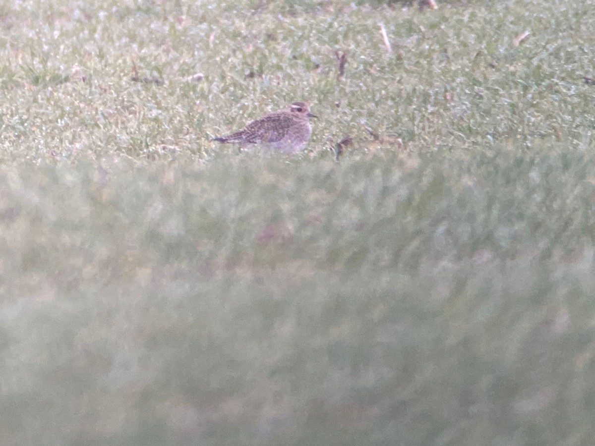 European Golden-Plover - ML614218257