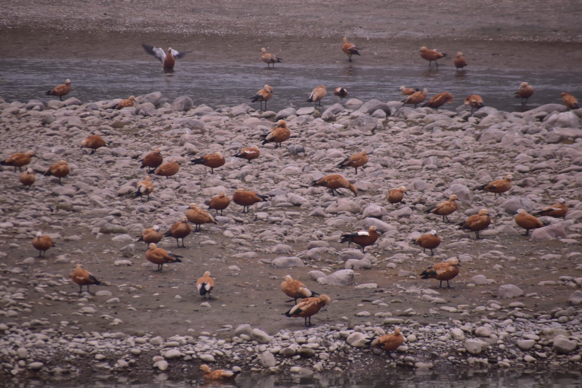 Ruddy Shelduck - ML614218267