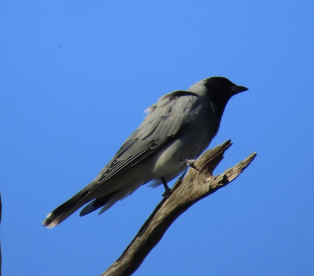 Black-faced Cuckooshrike - ML614218280