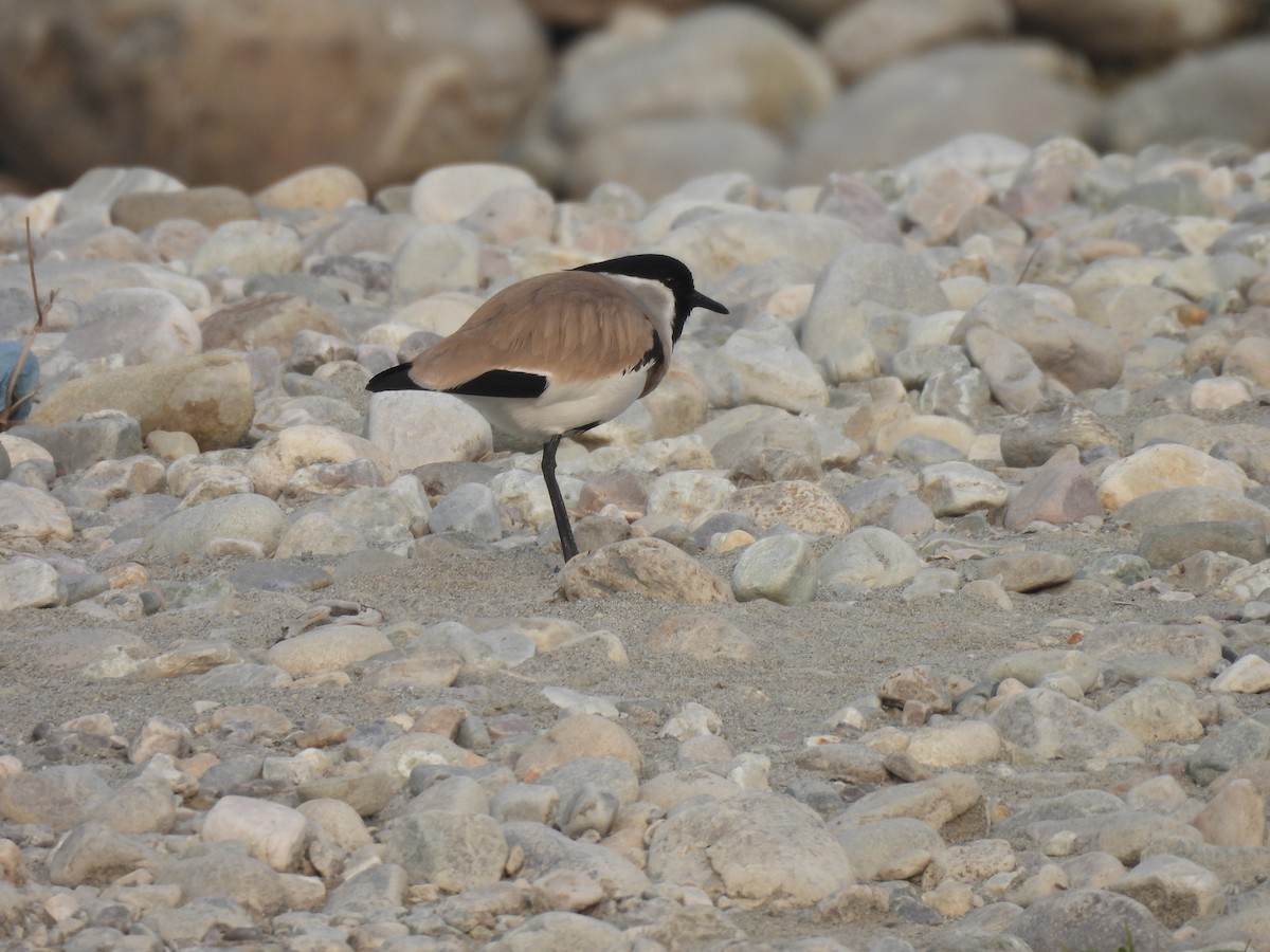 River Lapwing - ML614218296