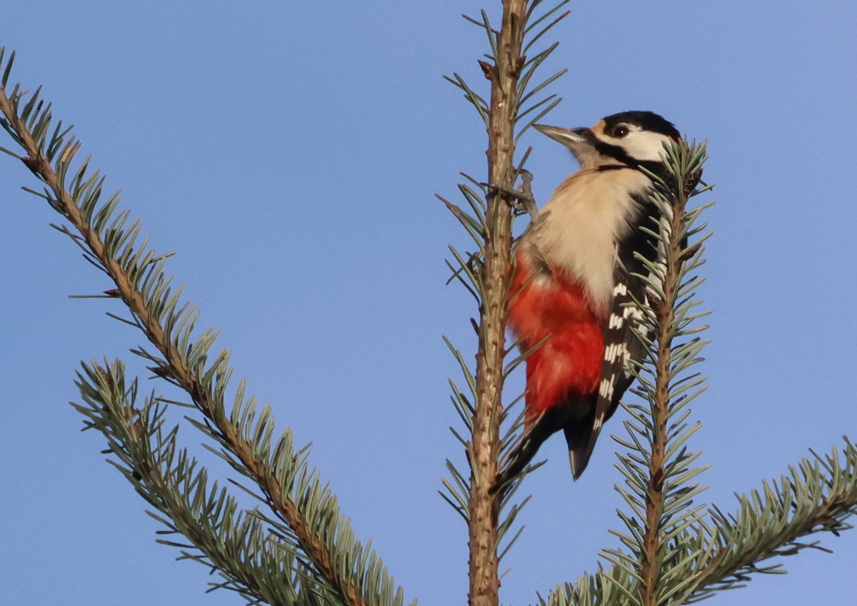Great Spotted Woodpecker - ML614218334