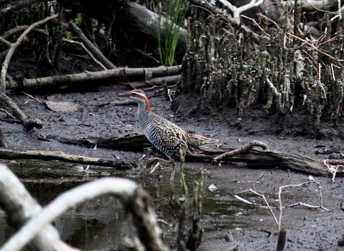 Buff-banded Rail - Bruce Roubin