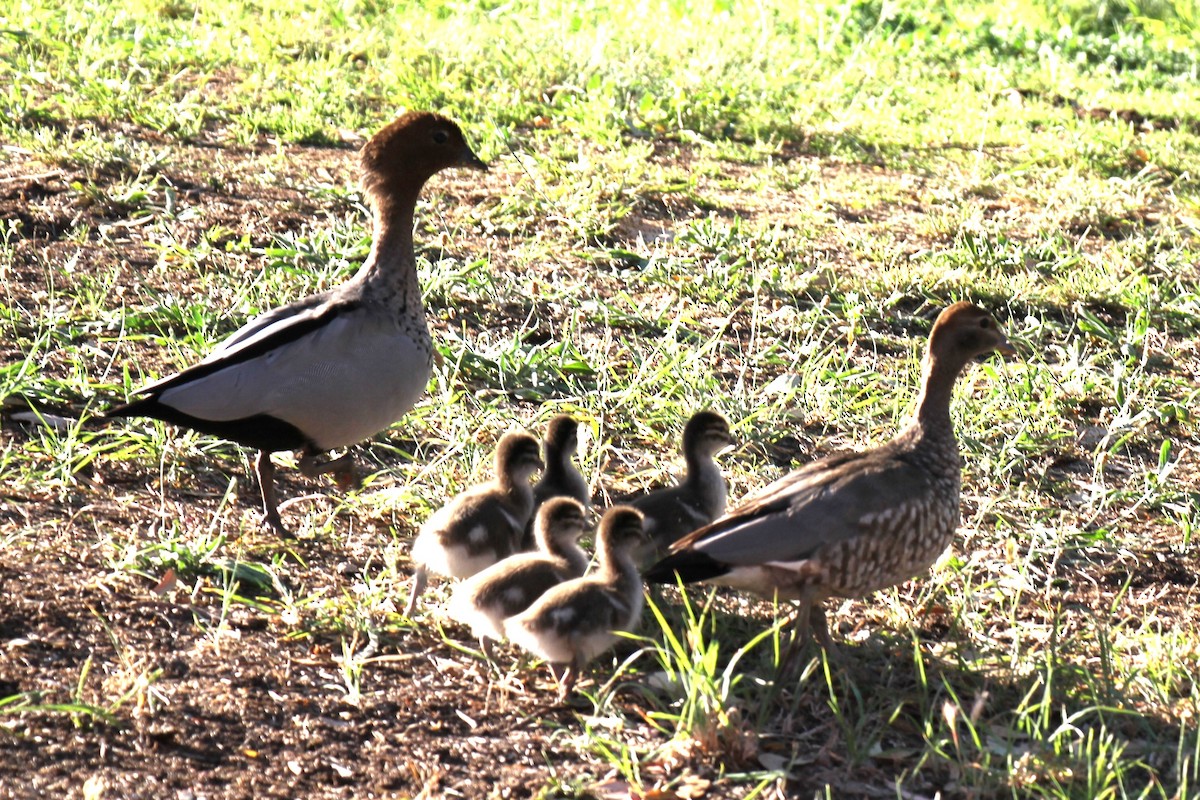 Maned Duck - ML614218373