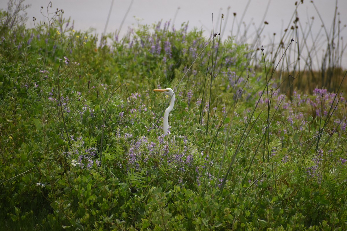 Great Egret - Pablo Fishwick Mella