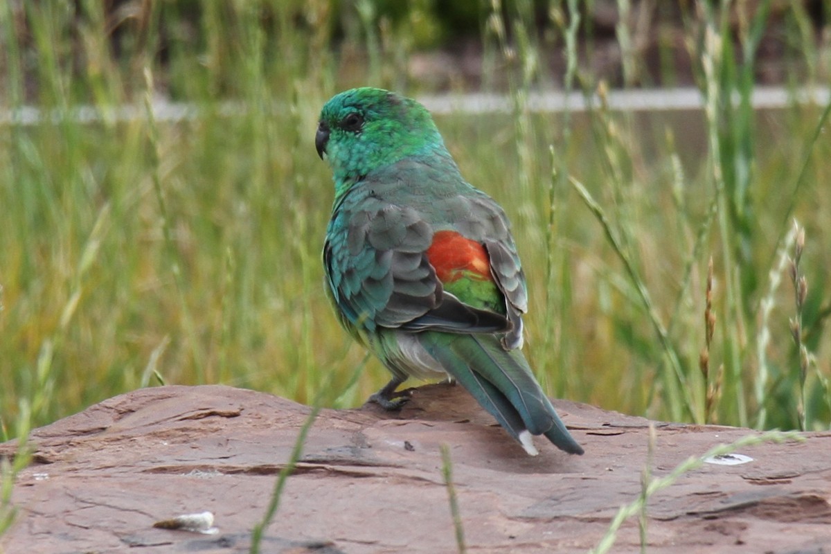 Red-rumped Parrot - ML614218391