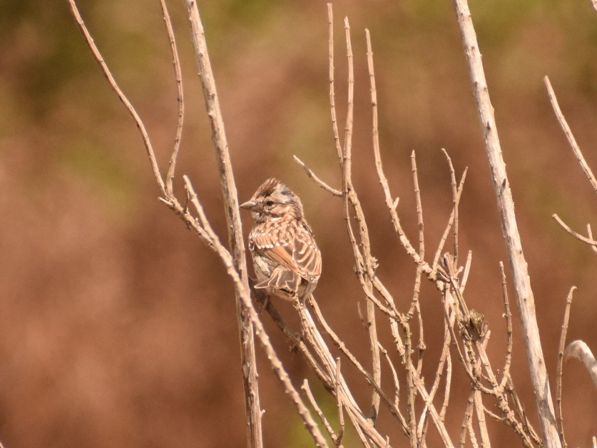 Rufous-collared Sparrow - ML614218438