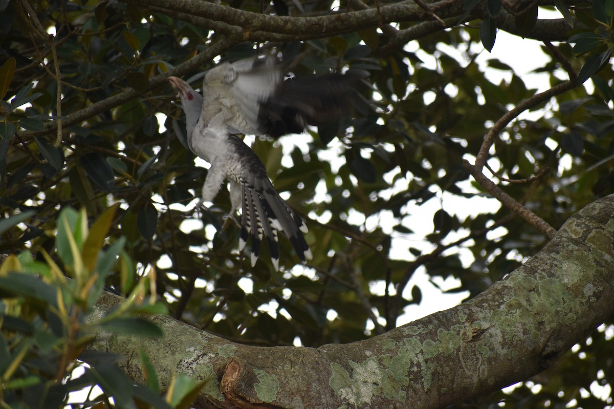 Channel-billed Cuckoo - ML614218455