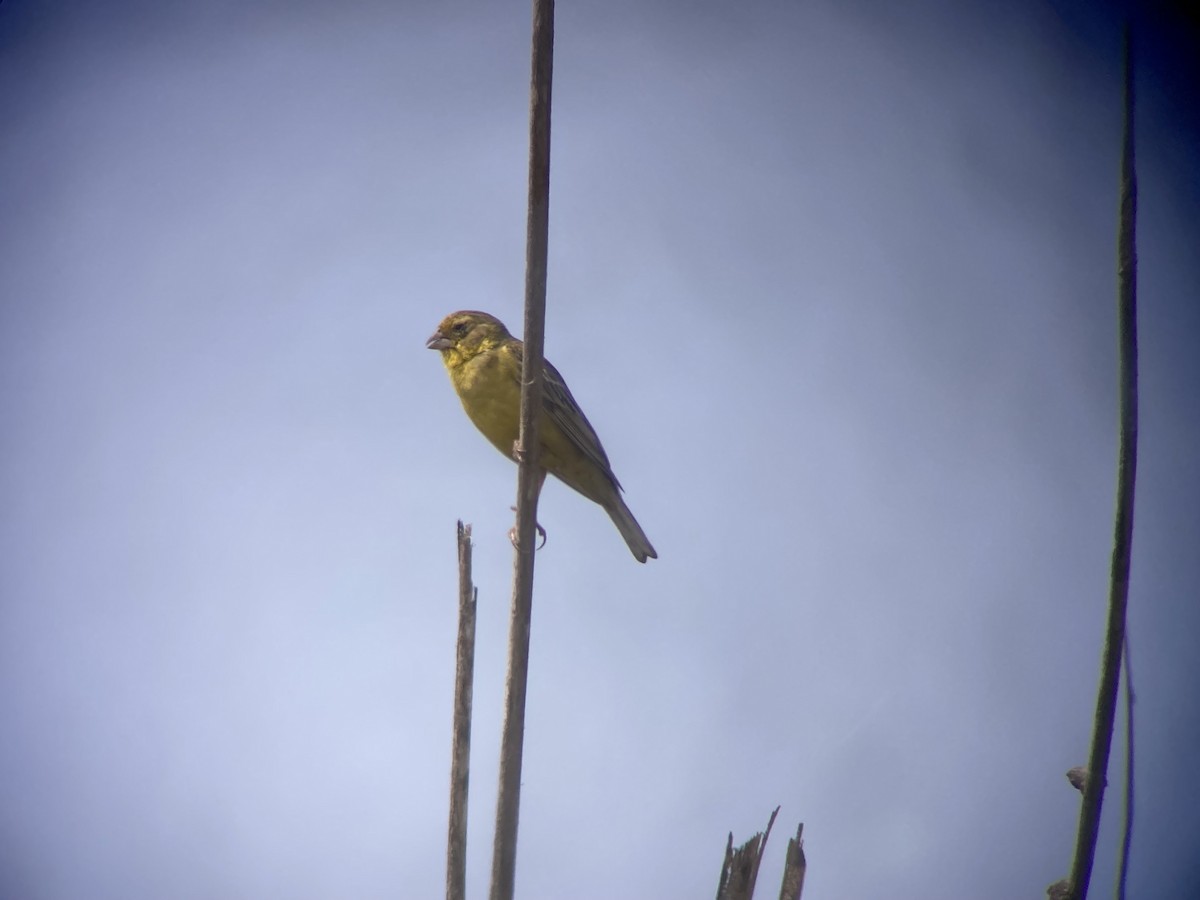 Grassland Yellow-Finch - ML614218520