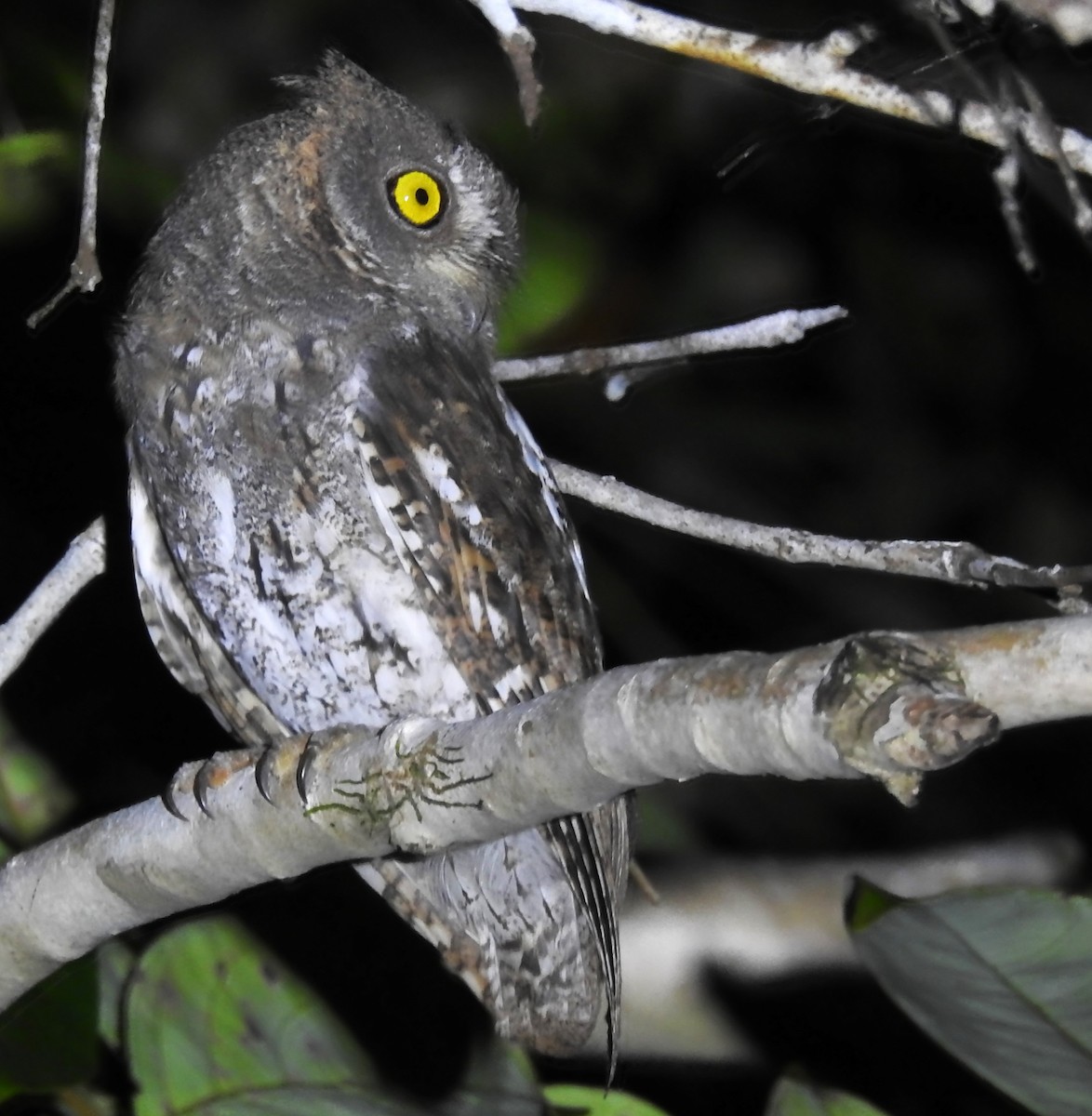 Oriental Scops-Owl (Walden's) - Ayan Watve