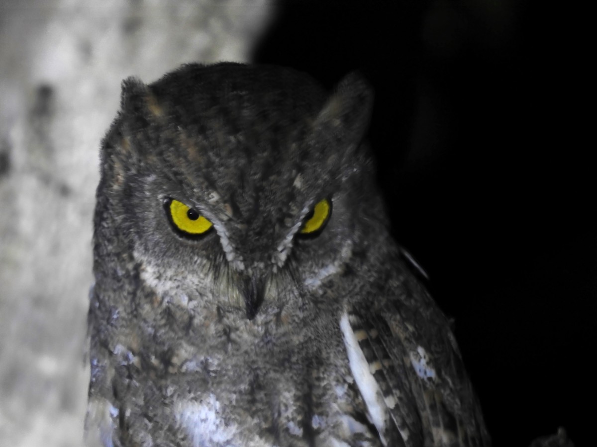 Oriental Scops-Owl (Walden's) - ML614218554