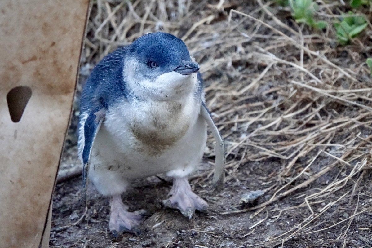 Little Penguin - Chester Yip