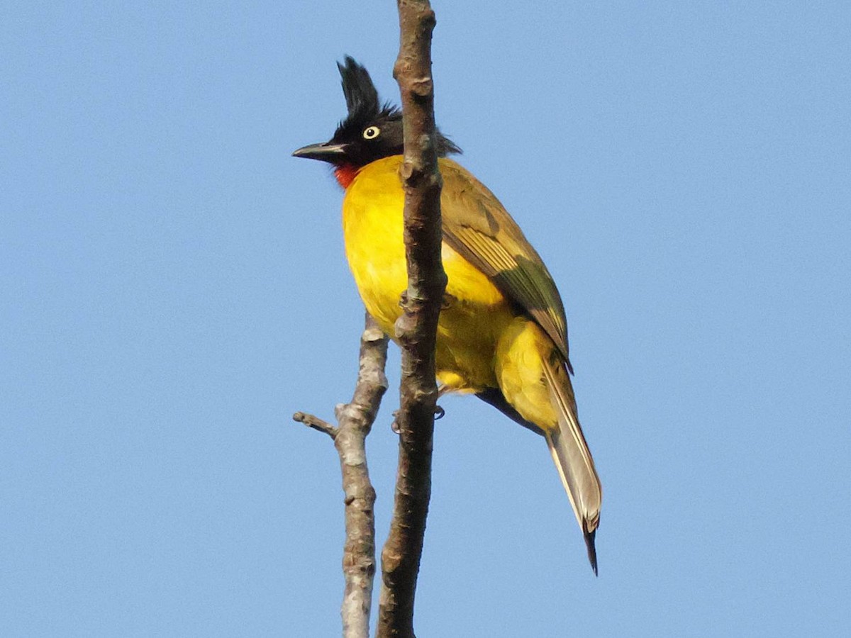 Black-crested Bulbul - ML614218581