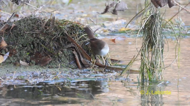 Cetti's Warbler - ML614218604