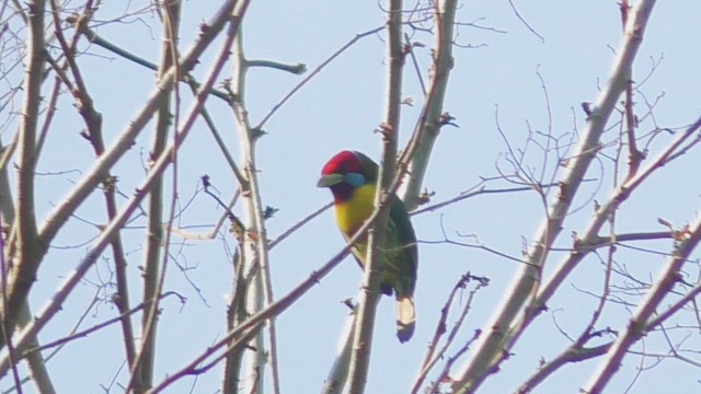 Versicolored Barbet - ML614218641