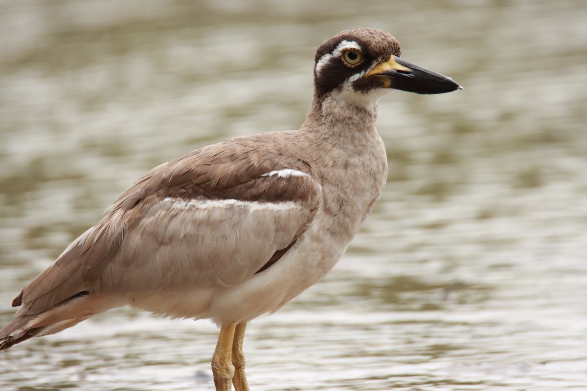 Beach Thick-knee - Sharon Redman