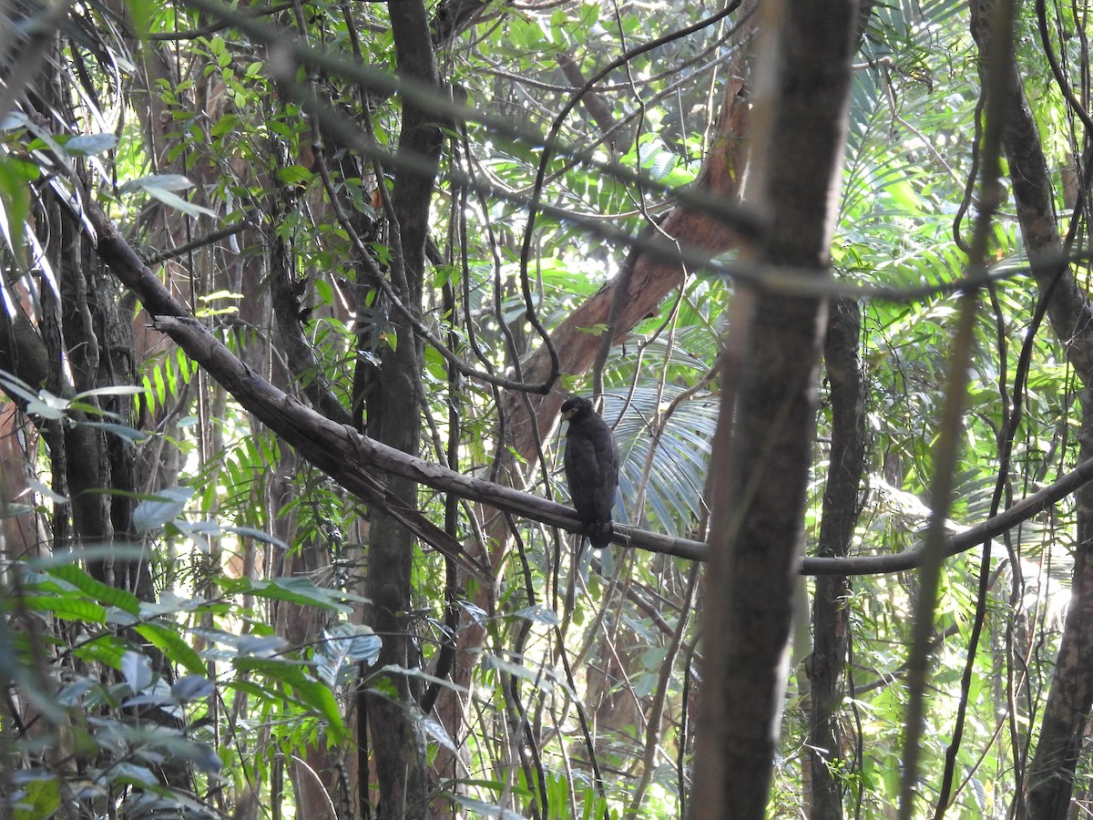 Andaman Serpent-Eagle - Ayan Watve