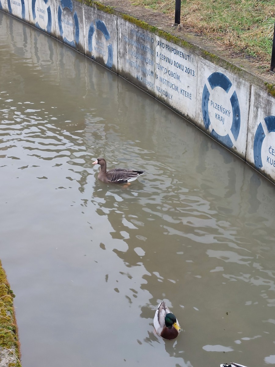 Greater White-fronted Goose - ML614218684