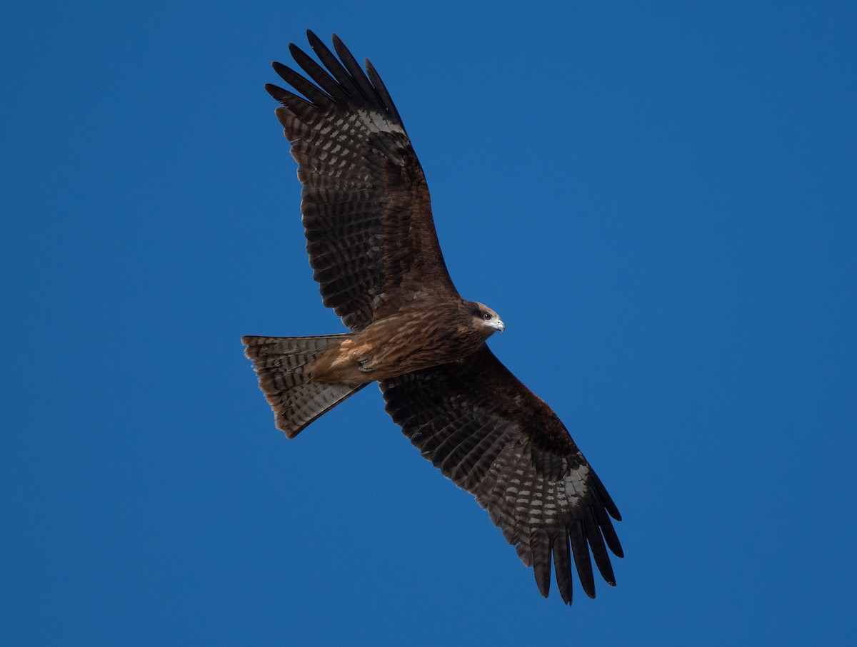 Black Kite - James Castle Gaither Jr