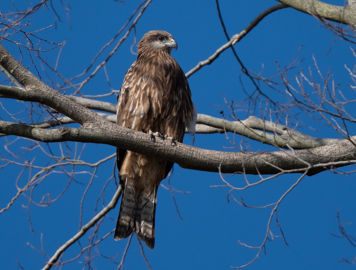 Black Kite - James Castle Gaither Jr