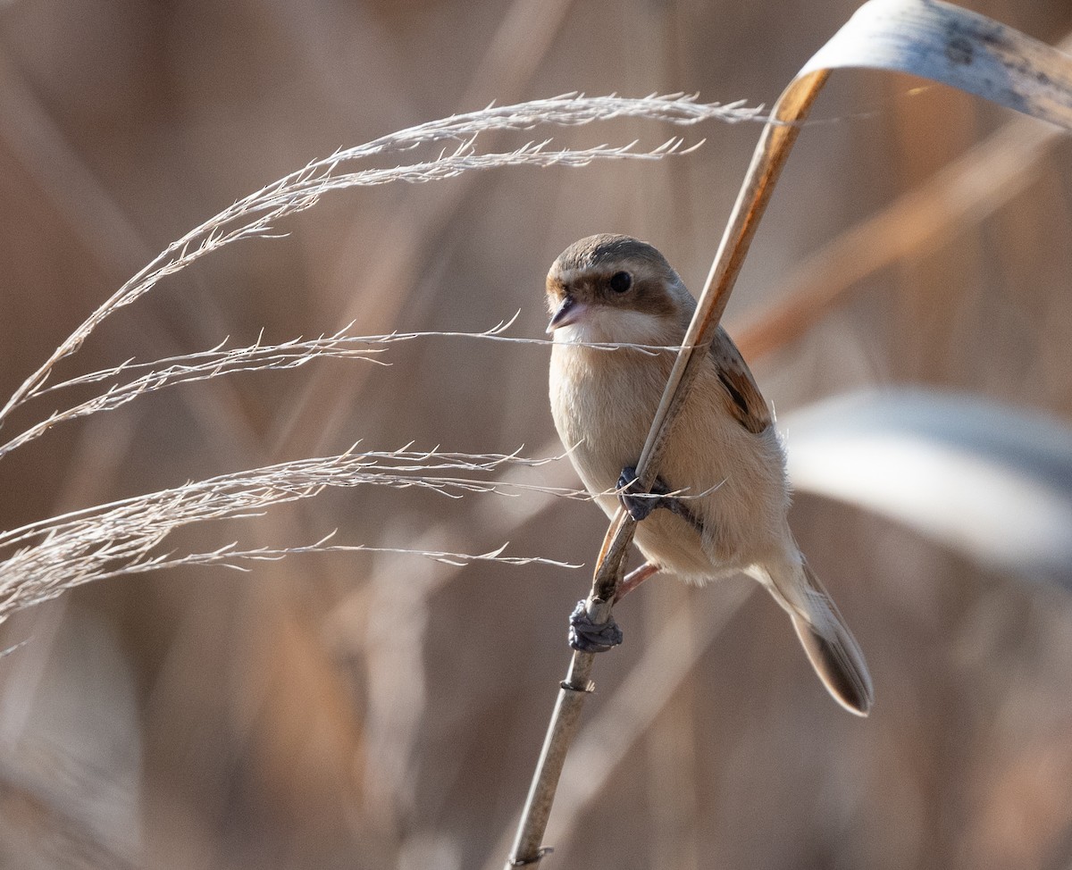 Chinese Penduline-Tit - ML614218705