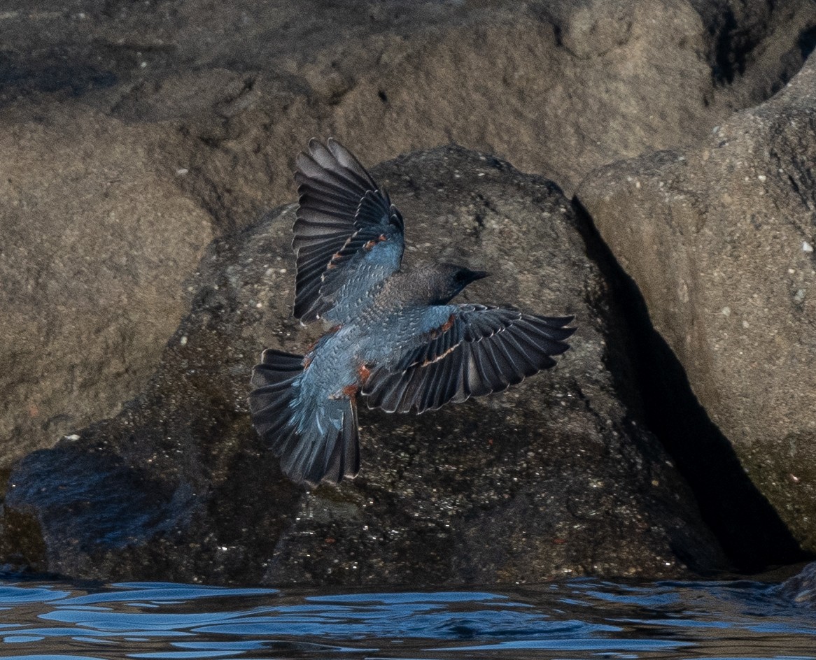 Blue Rock-Thrush (philippensis) - James Castle Gaither Jr