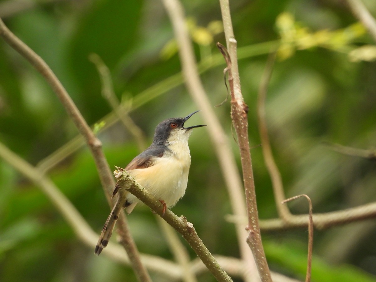 askeprinia - ML614218732