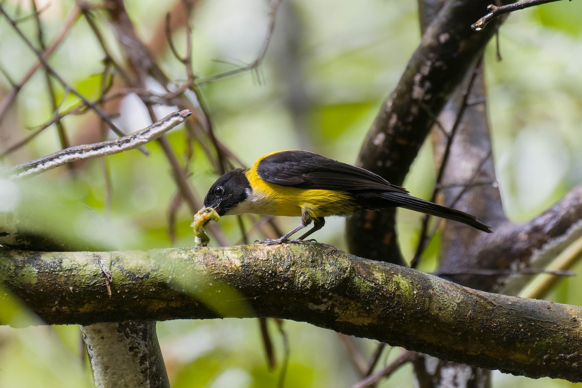 White-throated Shrike-Tanager - ML614218739