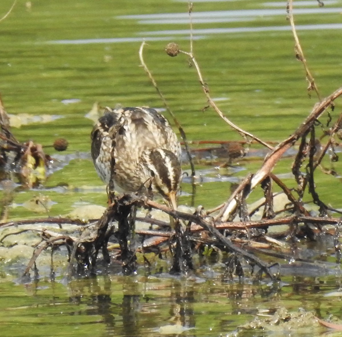 Pin-tailed Snipe - ML614218768