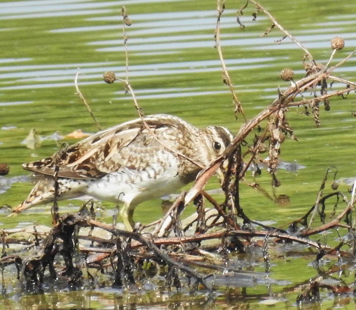 Pin-tailed Snipe - Ayan Watve