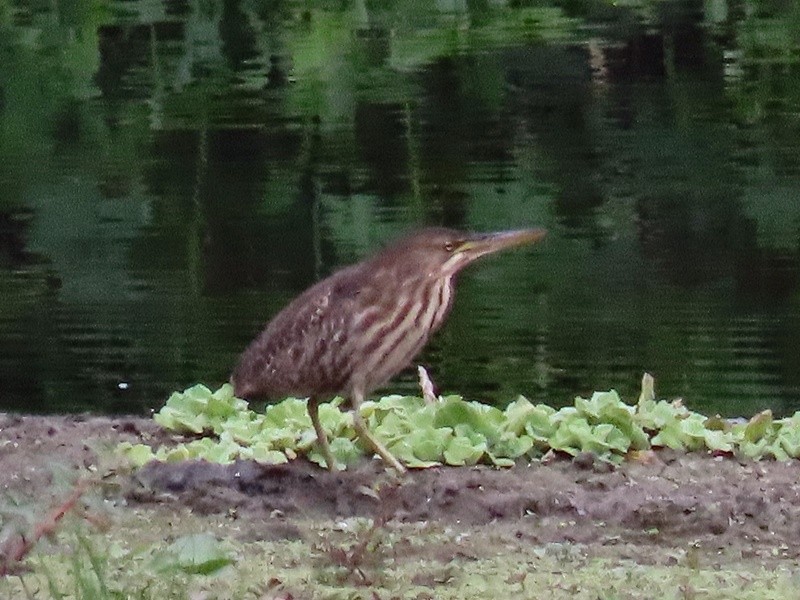 Cinnamon Bittern - ML614218770