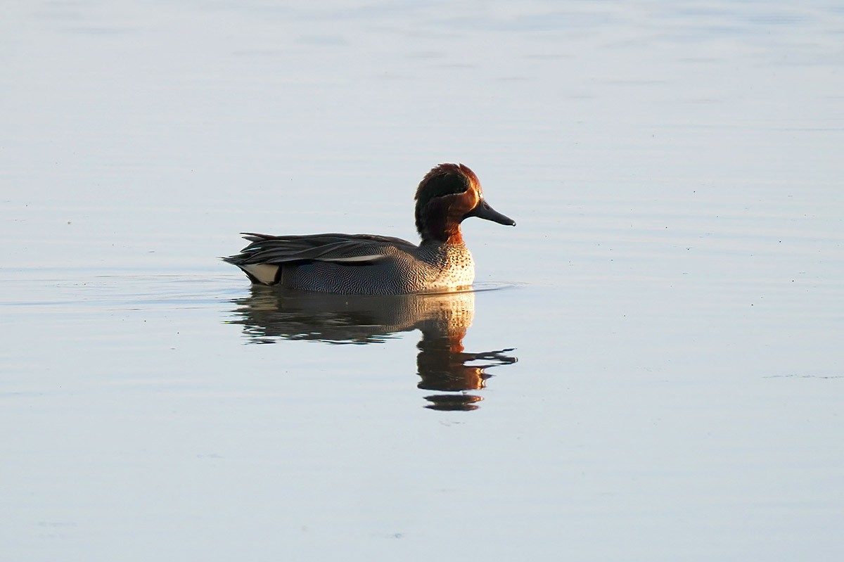 Green-winged Teal - ML614218773