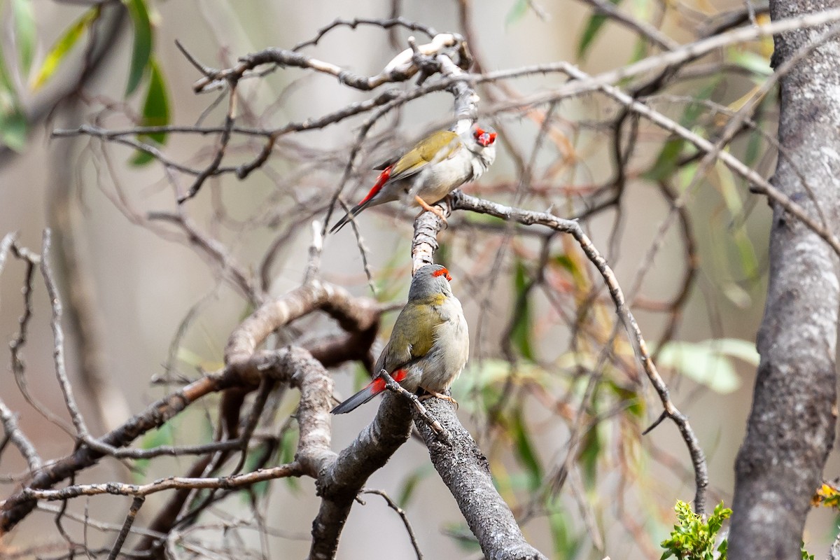 Red-browed Firetail - ML614218835