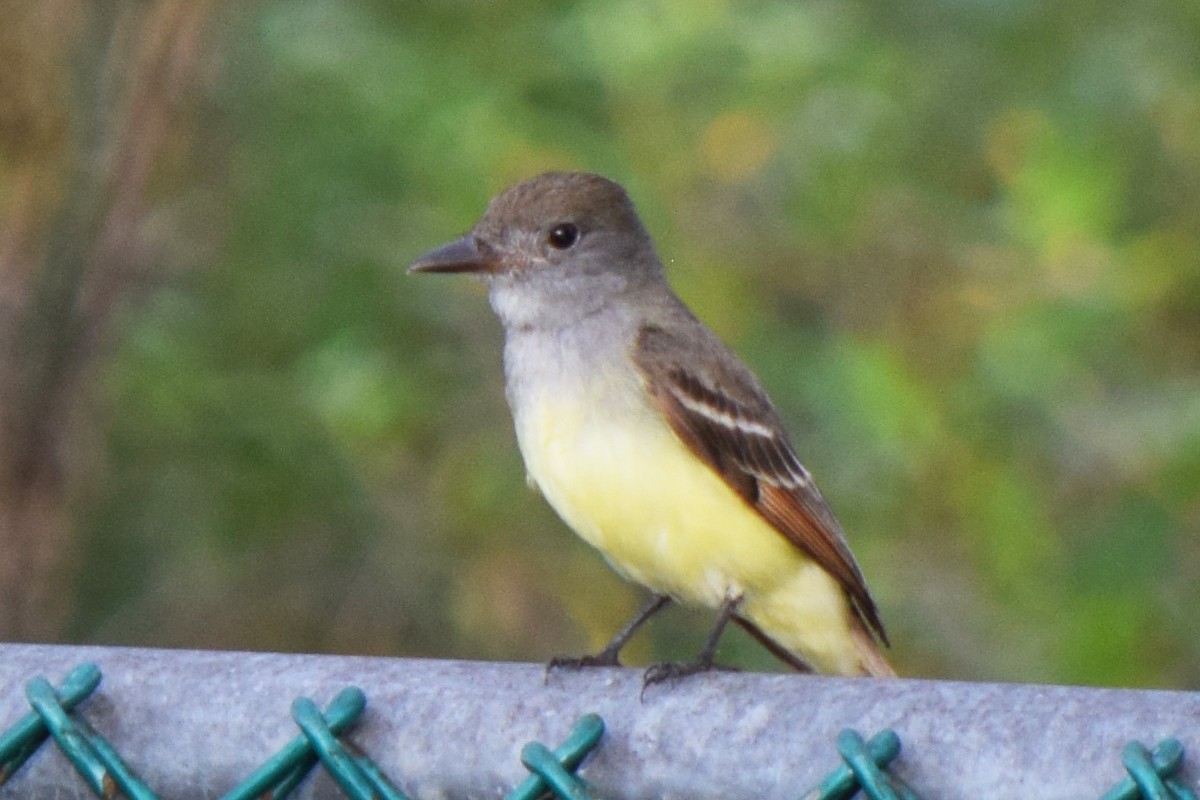 Brown-crested Flycatcher - ML614218928