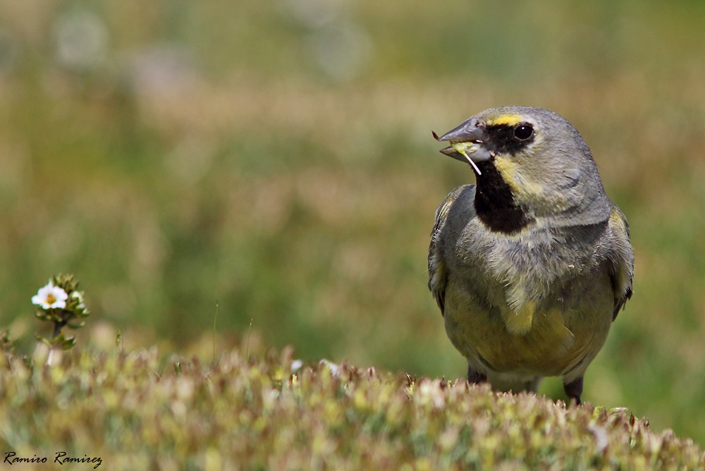 Yellow-bridled Finch - ML614218986