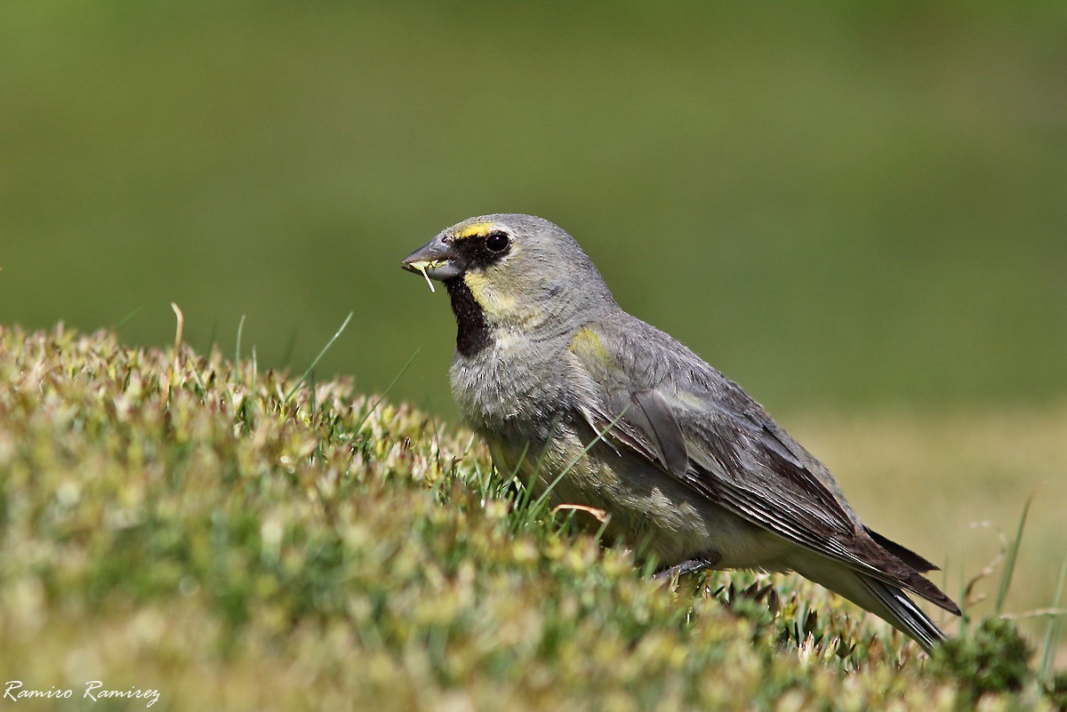 Yellow-bridled Finch - ML614218987