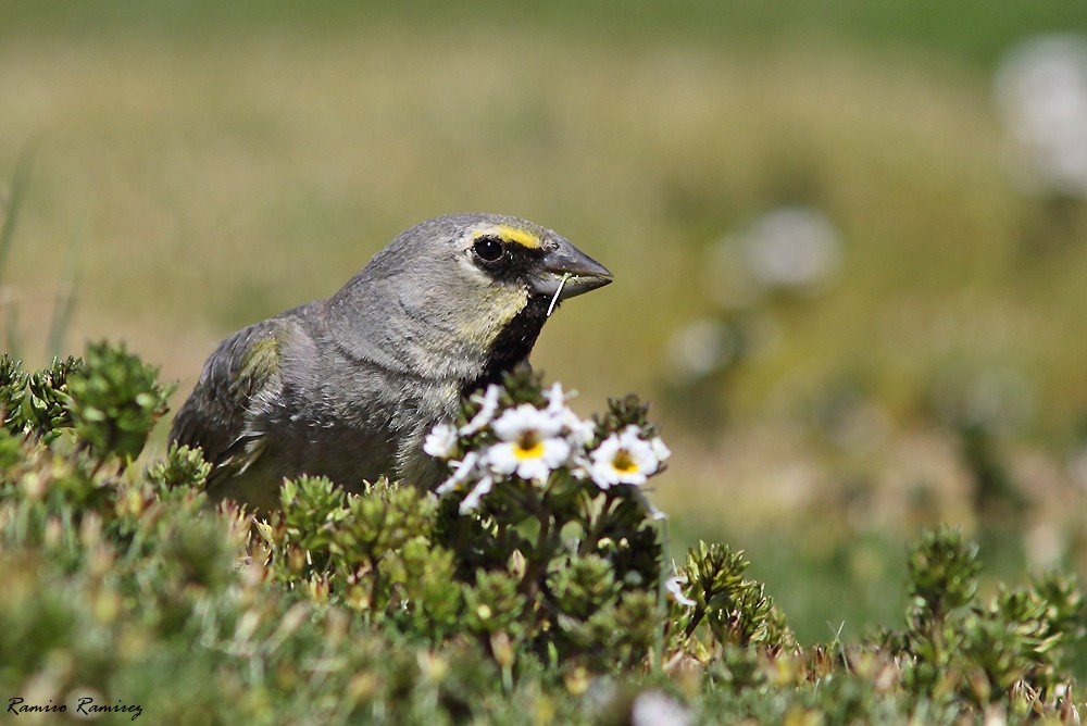 Yellow-bridled Finch - ML614218988