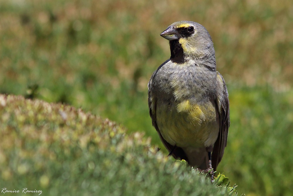 Yellow-bridled Finch - ML614218989