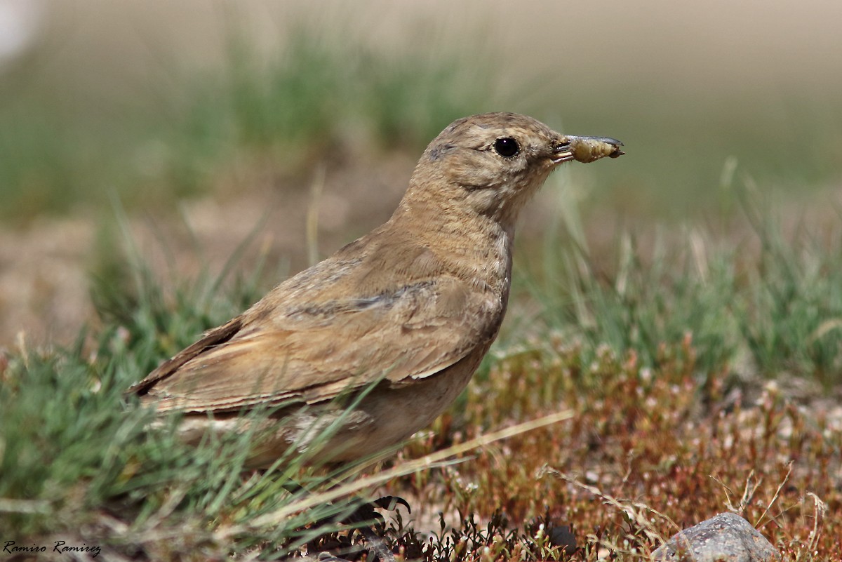 Creamy-rumped Miner - ML614219010