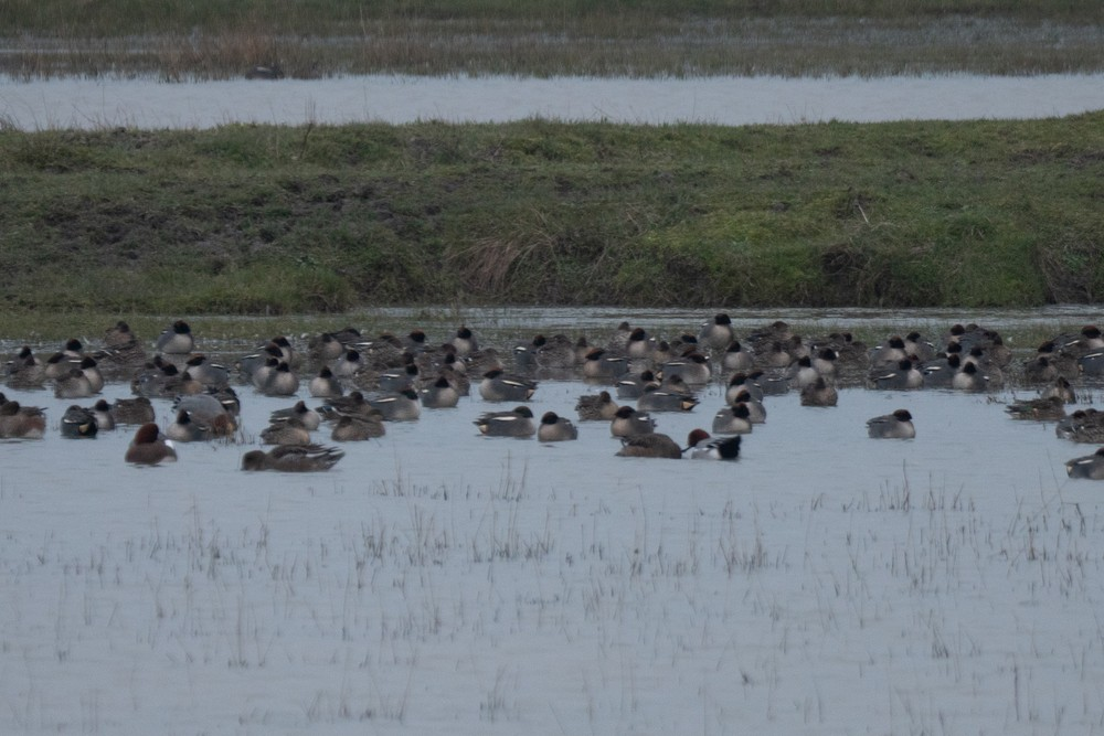 Green-winged Teal - Victor Hoyeau