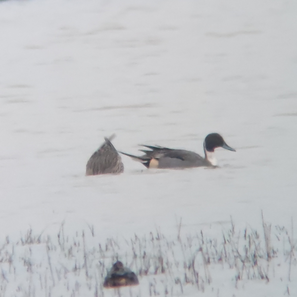 Northern Pintail - ML614219065